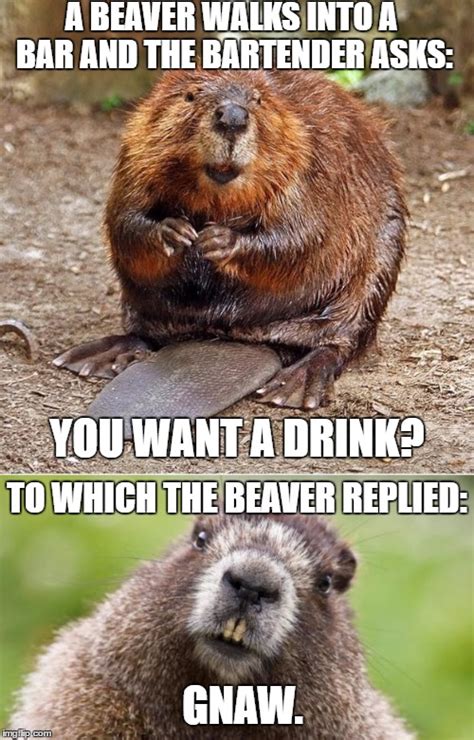 beaver memes