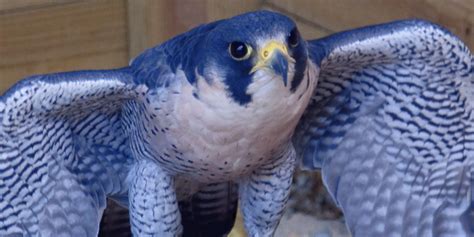 6 effective ways to deal with that Blue Falcon in your unit | RallyPoint