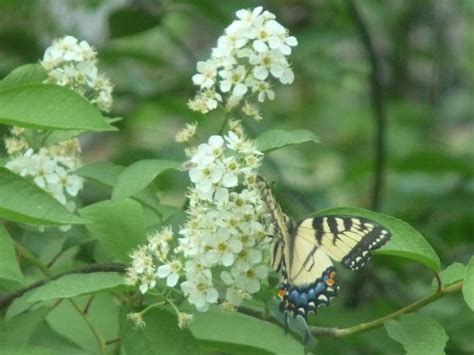 The following is a list of widely known trees and shrubs. Georgia Backyard Nature: Flowering Shrubs