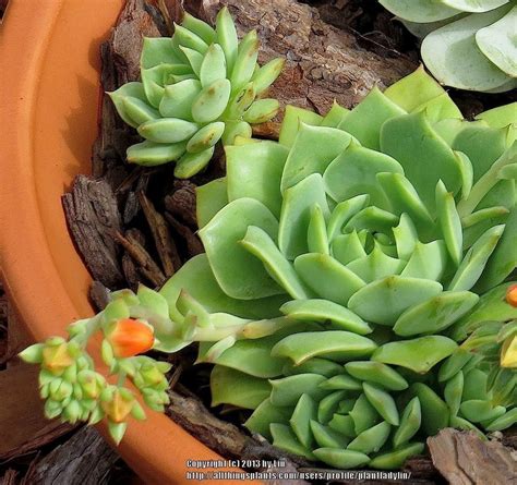 This tiny little fuzzy thing turned into a bloom that was about 1 foot tall. Cactus and Tender Succulents forum: Photo's of my ...