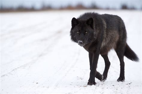 The Mystery Of North Americas Black Wolves