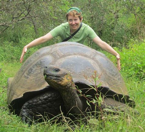 Galapagos Tortoise Facts And Pictures