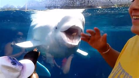 Funny Kids At The Aquarium Girl Spooked By A Beluga Whale Video