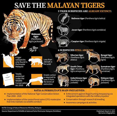 Malayan Tigers At Brink Of Extinction On Deforestation
