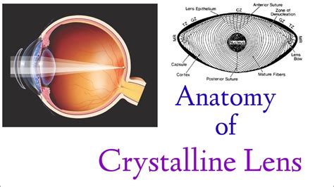 Anatomy Of Crystalline Lens Structure Human Eye Youtube