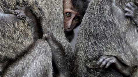 Monkeys Baby Primate Animals National Geographic Hd Wallpaper Pxfuel