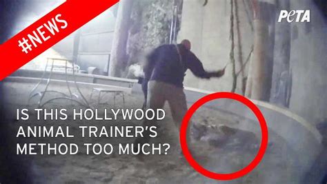 Hollywood Animal Trainer Filmed Whipping Tiger Denies Cruelty Claims