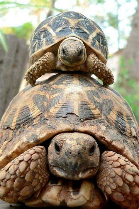 Omg How Cute Turtle Tortoise Turtle Cute Animals