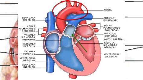 Anatomía Del Corazón Y Circulación Mayor Y Menor Youtube