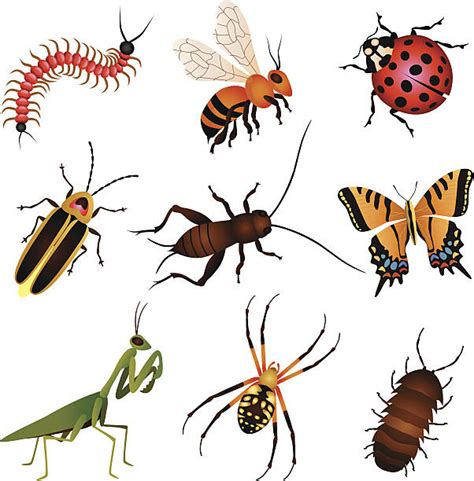 Royalty Free Cricket Insect Clip Art Vector Images