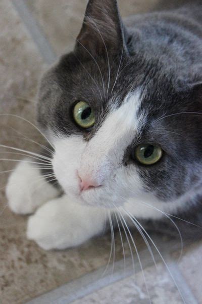 Best 25 Gray And White Cat Ideas On Pinterest Kittens