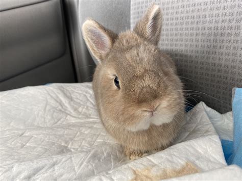 two little perky ears r damianasbunnies