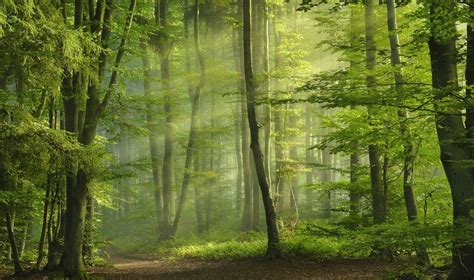 Green Forest Sun Rays Sunbeams Spring Path Morning Trees Nature