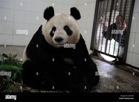 Tian Tian In Bifengxia Panda Base Edinburgh Zoo To Receive Two Giant