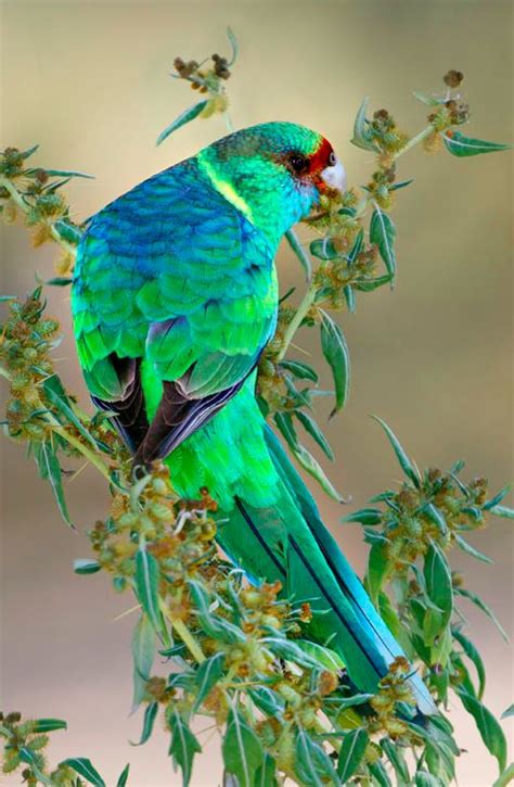 Australian Ringneck Eastern Ringneck Pretty Birds Colorful Birds