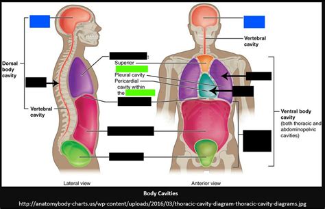 Body Cavities Diagram Quizlet