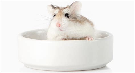 Best Roborovski Hamster Cages Safe Homes For Our Tiny Friends