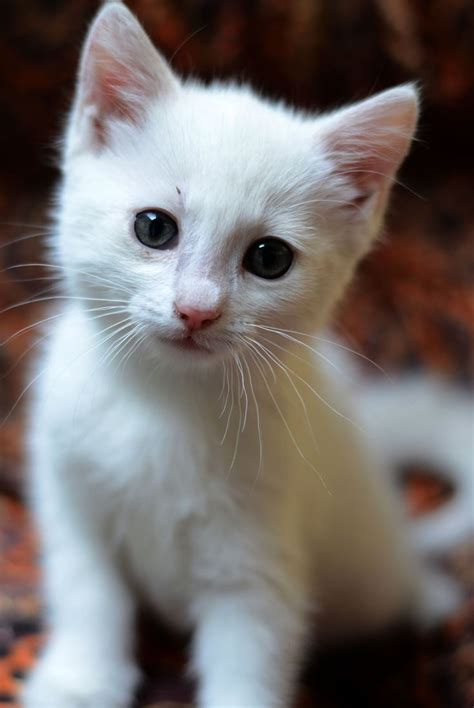 White Cat Gatinhos Fofos Filhotes De Gatos Gatos