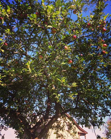 Why isn't my apple tree bearing fruit? You know it's #october when the apple tree is bearing ...