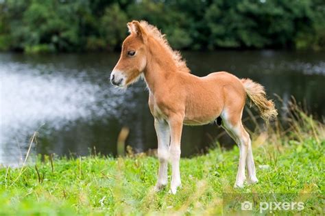 Sie sind in 2 kategorien aufgegliedert: Fototapete Falabella Mini-Pferd Fohlen • Pixers® - Wir ...