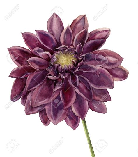 Image Result For Dahlia Watercolor Watercolor Flowers Flower Painting