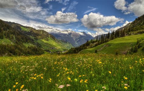 Wallpaper Flowers Mountains Spring Switzerland Valley