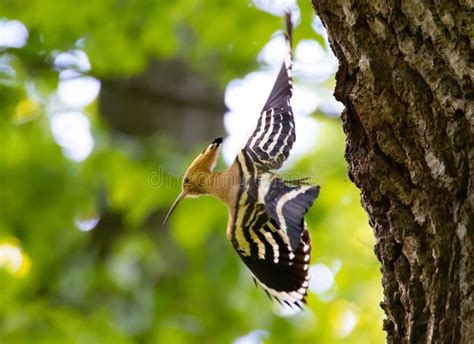 Beautiful Hoopoe Carries Food To The Female Nest Stock Photo Image Of