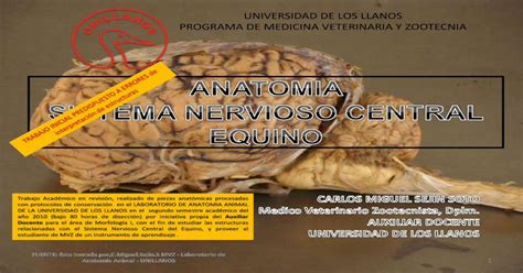 Anatomia Del Cerebro Equino Cmiguel Sejin Mvz Aux Docente 2010 Pdf Document