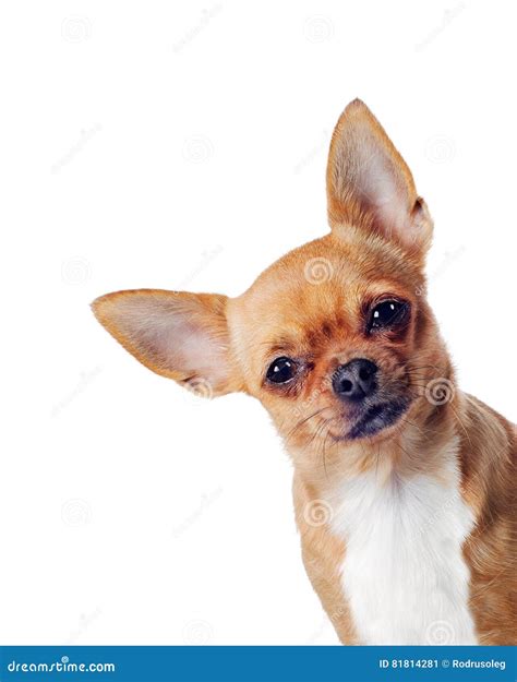 Cane Di Razza Della Chihuahua Isolato Su Fondo Bianco Immagine Stock Immagine Di Nessuno Puro