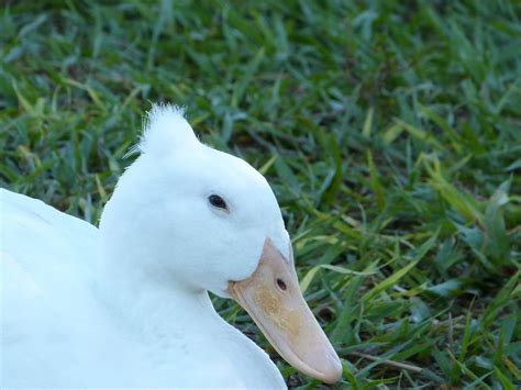 White Mallard Free Image Download