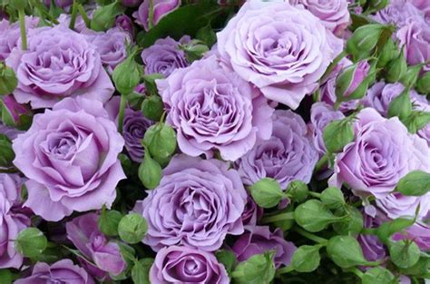 10 Purple Rose Rosa Bush Shrub Perennial Flower Seeds H1002 Etsy Uk