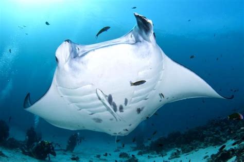 Chinese ‘tonic Threat To Vulnerable Manta Rays The Times