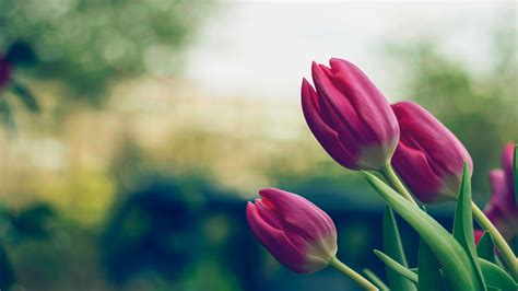 Tulips Flower Hd Wallpaper 4k