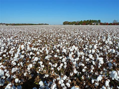 Cotton Fields Of Georgia Jim Flickr