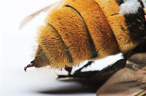 Lets Dispel Those Misconceptions About Bees