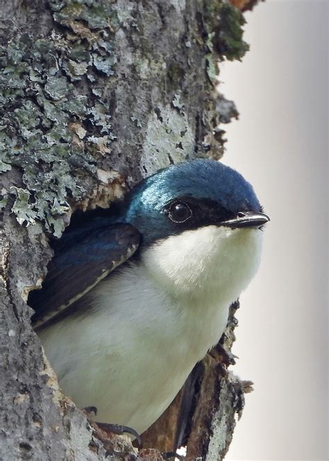 Tree Swallows Ushering In Spring The Flats Updates From Joppa Flats