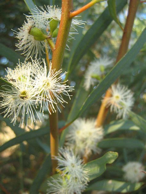 Eucalyptus Kochii Ssp Borealis 50 Seeds Trigg Plants