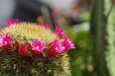 How To Choose The Best And Most Beautiful Cacti For Your Home The