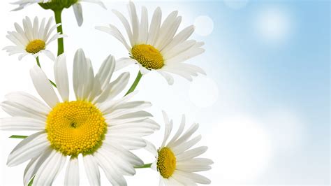 90 Daisies Wallpapers
