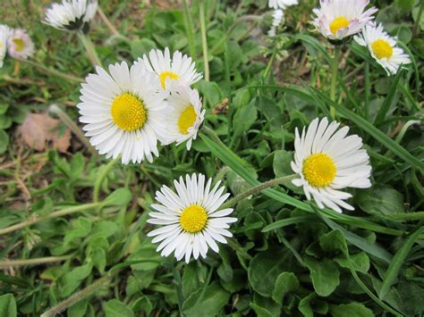 How To Grow Common Daisy Flowers Clean Air Gardening