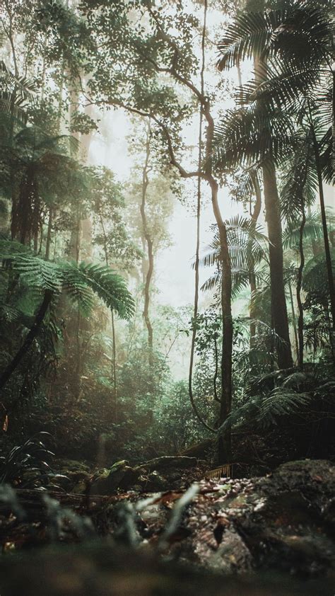 Wallpaper Jungle Trees Forest Liana Xfxwallpapers