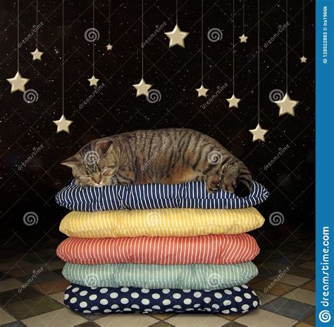 Cat Is On A Pile Of Pillows 3 Stock Image Image Of Cushion Night