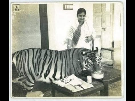 Khairi The Royal Bengal Tigress The Article Bangla