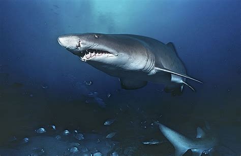 The Worlds Largest Sharks Worldatlas