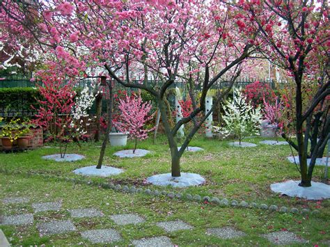Peach tree short life this is a disease caused by the ring nematode, bacterial canker organism ( pseudomonas syringae ), fluctuating winter temperatures, pruning the wrong time of year, and poor horticultural practices. Đào Hoa: Ornamental flowering peach trees