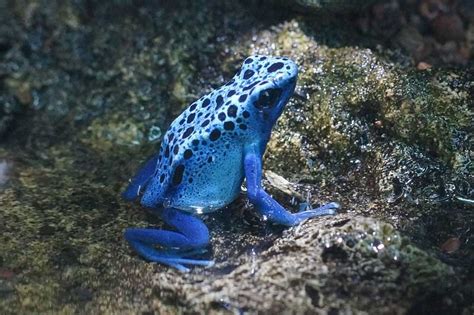 15 Interesting Facts About Poison Dart Frogs The Critter Hideout