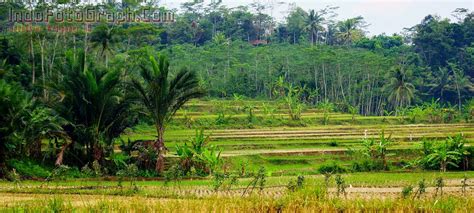 Pemandangan Suasana Pagi Di Kampung Pagi Di Photos Free Royalty Free