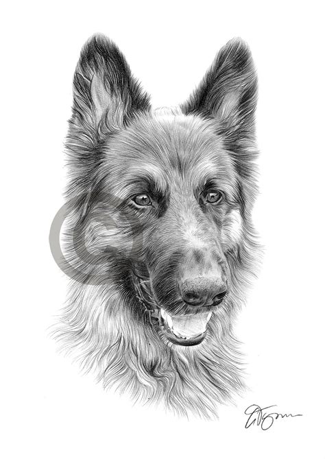 Pencil Drawing Of A German Shepherd By Uk Artist Gary Tymon