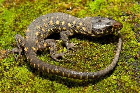 Yellow Spotted Night Lizard Facts And Pictures