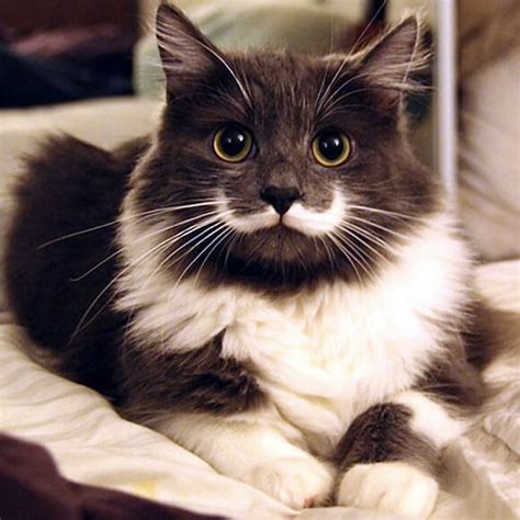 Now you can find it. Is This The Cutest Cat In The World? Or Maybe One Of These ...